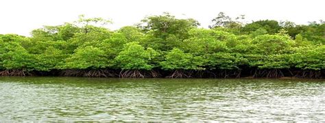 Manfaat Hutan Mangrove Bagi Lingkungan Juraganqq Lounge