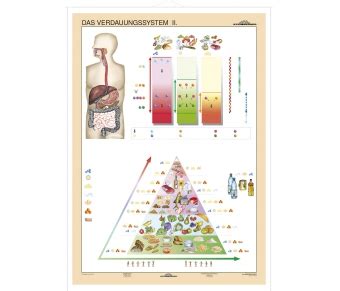 DUO Verdauungssystem Teil II Lernkarte Lerndino De