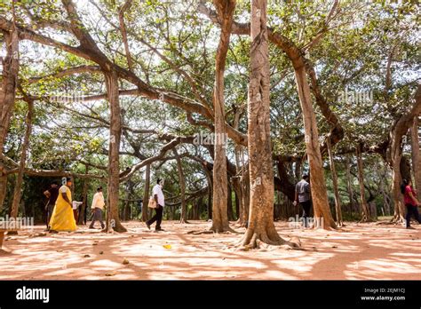 People Resting Under A Huge Banyan Ficus Benghalensis Tree In