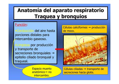 Anatom A Y Fisiolog A Del Aparato Respiratorio Pdf