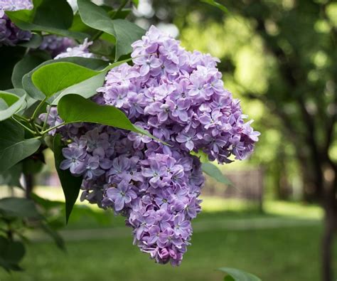 How And When To Plant Lilac Bushes Expert Gardening Advice Homes And Gardens