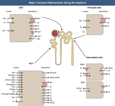 Transport Mechanisms Transcellular And Paracellular Examples Diagram