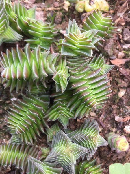 "New" Crassula Capitella 'Red Pagoda' | Buy Plants Online