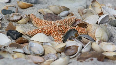 Hunderte Seesterne Am Strand Von Sylt Angesp Lt Das Ist Der Grund