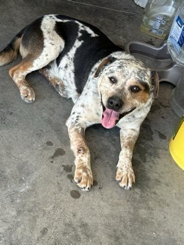 Blue Heeler Mix Nex Tech Classifieds