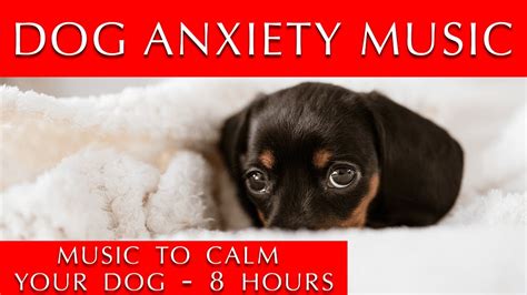 Dog Anxiety Music 8 Hours Calm Your Dog Youtube