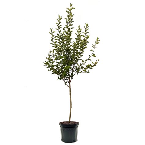 arkansas black apple tree 1