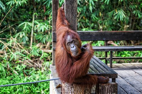 Where To See Orangutans In Borneo The Best Places For Wild Orangutans