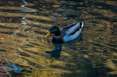 premium photo beautiful male mallard duck   pond