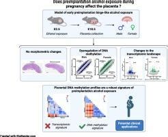 Sex Specific DNA Methylation And Gene Expression Changes In Mouse Placentas After Early
