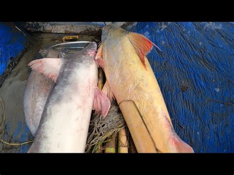 Pesca Con Carnada Viva Y Liberaci N De Bagres Youtube