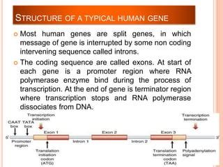 Gene structure and its characteristics | PPT