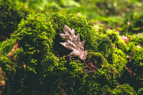 Interesting Facts About Moss You Probably Didn’t Know - Diamond Clean