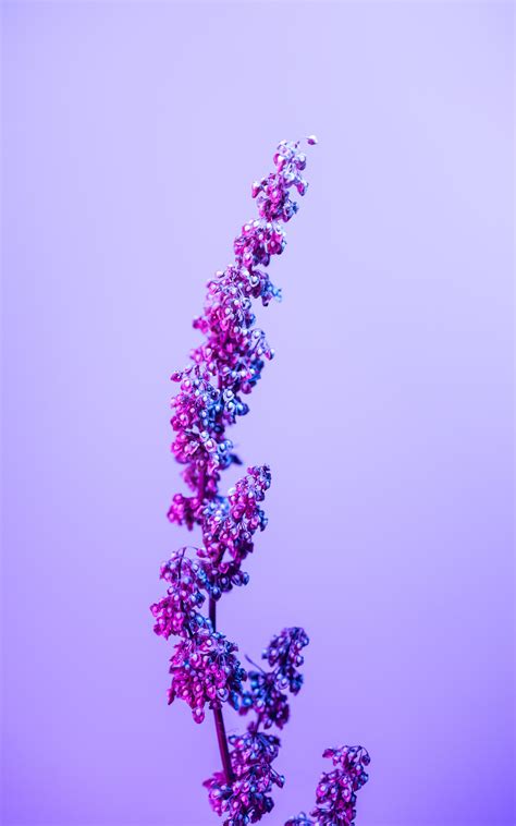 Potamogeton Crispus Photos, Download The BEST Free Potamogeton Crispus