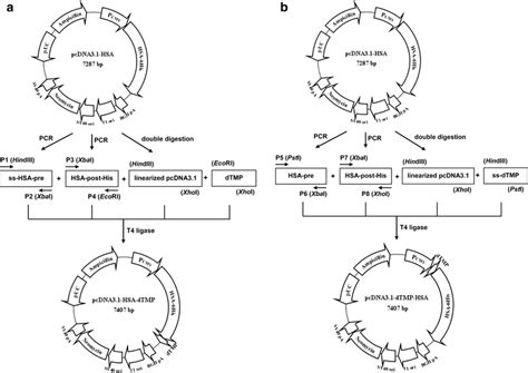 Schematic Maps Of The Recombinant Expression Vectors A Schematic