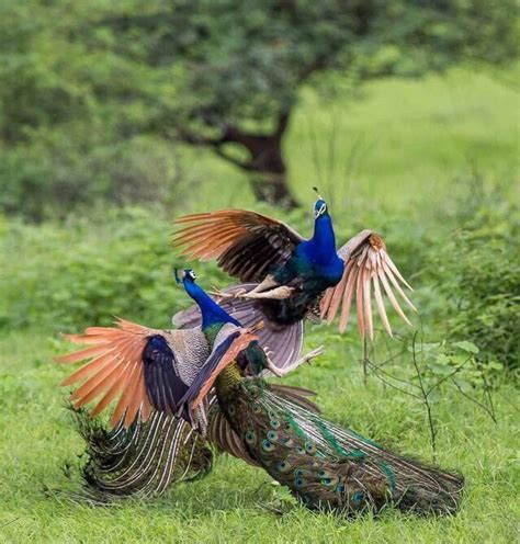 Psbattle These Two Peacock Fighting Each Other R Photoshopbattles