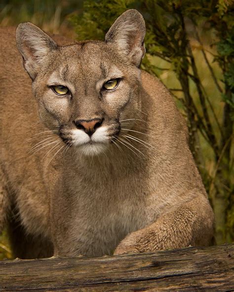 Puma Puma Concolor