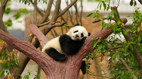 Panda Cubs Wallpapers - Wallpaper Cave