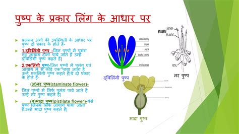 पुष्प की संरचना Ppt