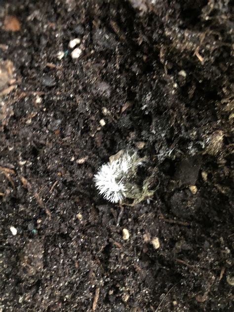White powdery stuff in potted basil. What is it? : r/garden_maintenance