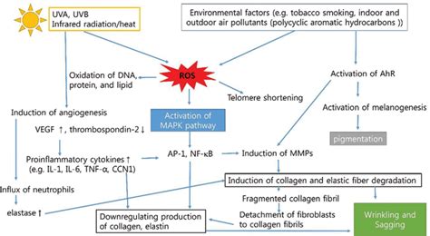 Molecular Mechanisms Of Skin Aging And Rejuvenation IntechOpen