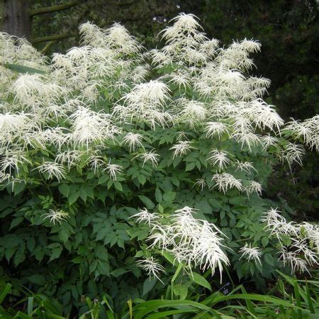 Волжанка двудомная "Aruncus"