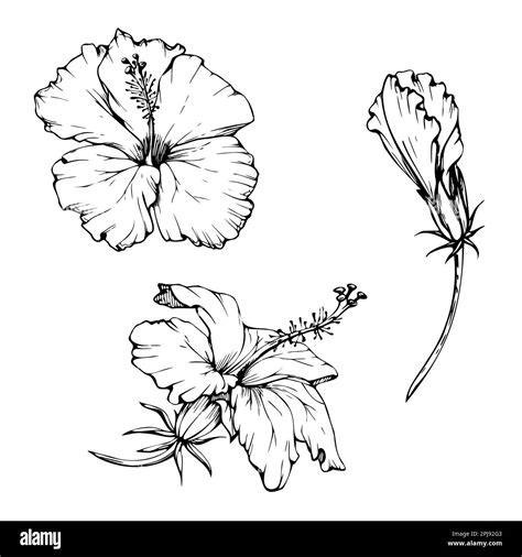 Hand Drawn Vector Ink Elements Exotic Pink Hibiscus Flower And Bud On Sketch Stalk Isolated On