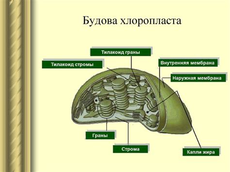 Будова органел клітини - презентация онлайн