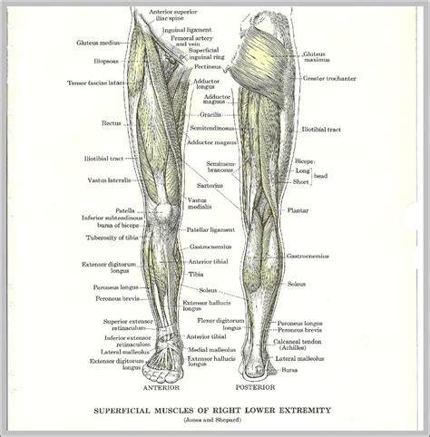 Muscles – Anatomy System – Human Body Anatomy diagram and chart images