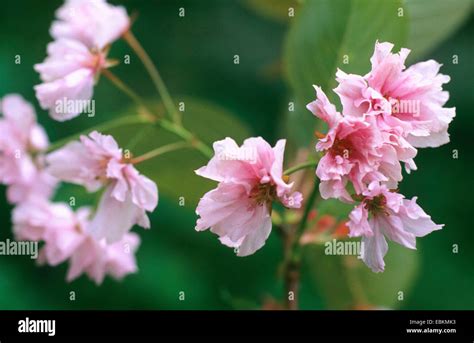 Cherry Prunus Serrulata Oriental Kanzan Prunus Serrulata Kanzan