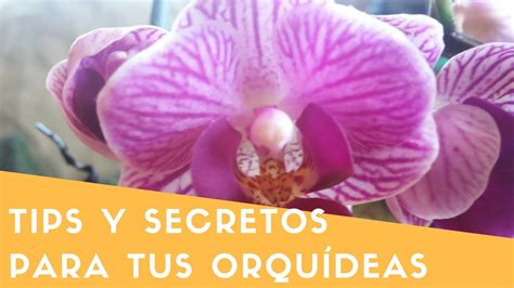 6 consejos para el cuidado de tus orquídeas Amor Cristianoo