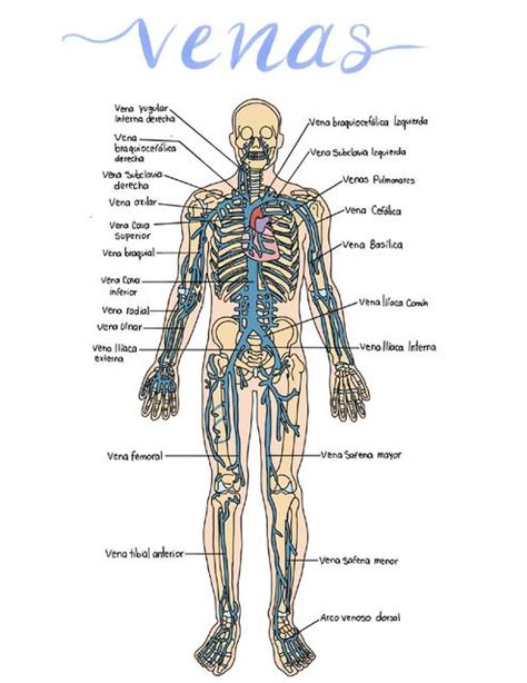 Las Venas Del Cuerpo Humano