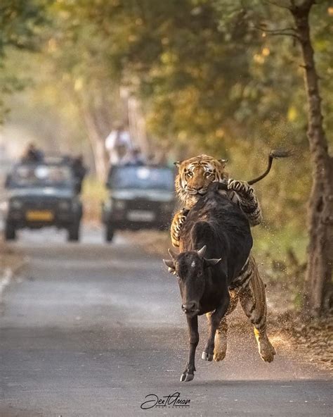 Hyderabad Wildlife Photographer Captures Rare Moment From Up Tiger Reserve The Hindu