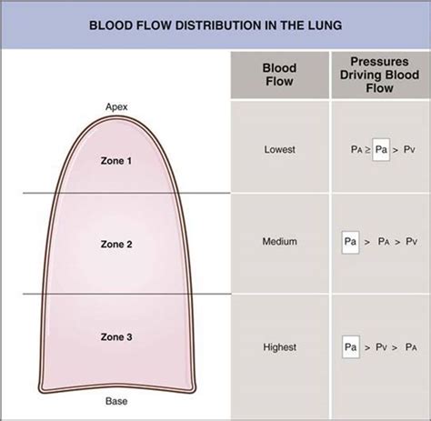 Affidabile quagga commedia lung ventilation perfusion sono malato ...