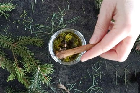 Pine Needle Oil For Winter Wellness SimplyBeyondHerbs