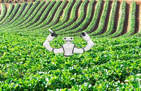 Inteligencia Artificial El Concepto De Uso De Robots En Una Agricultura Foto De Archivo Imagen