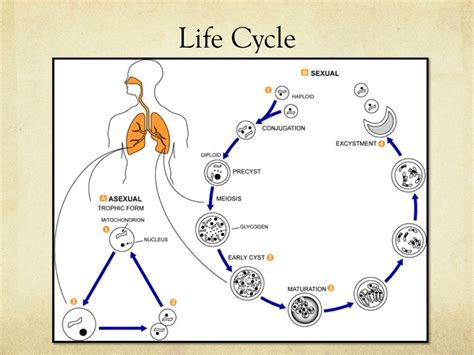 Pneumocystis Jiroveci Pneumonia