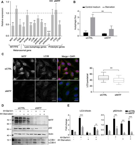 Mitf Regulates Starvation Induced Autophagy In Skmel28 Melanoma Cells