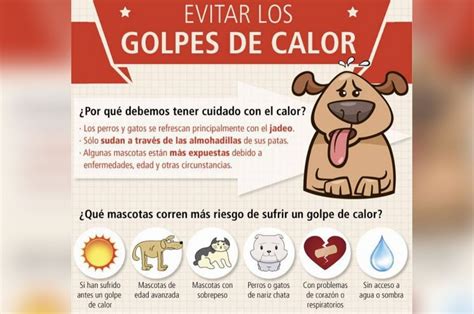 Cómo detectar y prevenir los golpes de calor en las mascotas El