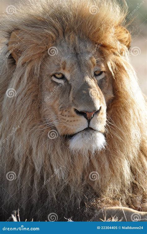 Lion With Big Mane Royalty Free Stock Photo - Image: 22304405