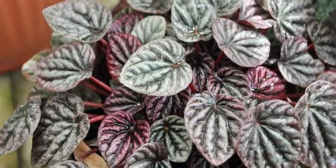 Peperomia Caperata características y cuidados Jardinus