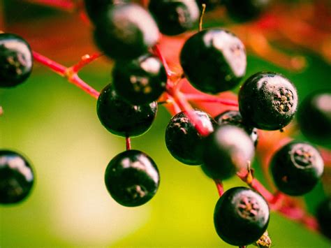 Kostenlose Foto Ast Fotografie Frucht Beere Blatt Blume