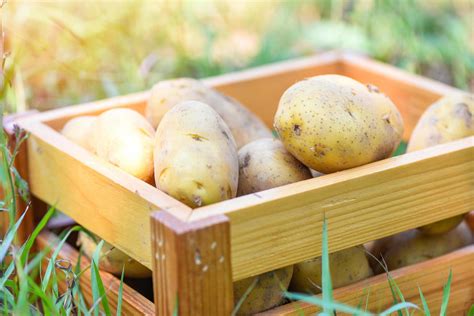 Planta De Batata Fresca Colheita De Batatas Maduras Em Produtos