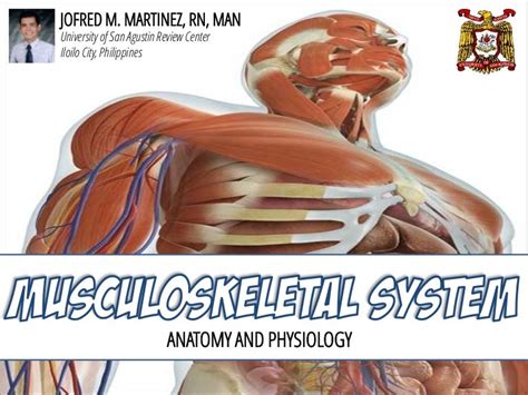 Musculoskeletal System Anatomy And Assessment