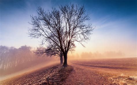 Wallpaper Sunlight Trees Landscape Nature Sky Winter Field