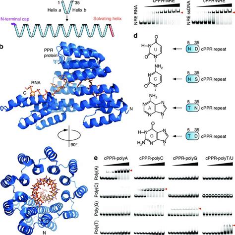 Protein Ssdna Interactions Of Cppr Telo A Non Specific Protein Dna