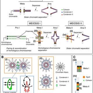 (PDF) Roles of Cohesin and Condensin in Chromosome Dynamics During ...