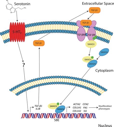 Of Proposed Mechanisms Of Serotonin Serotonin Receptor Mediated