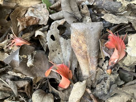 Bat S Wing Coral Tree From Mt Coot Tha Forest Mount Coot Tha Qld Au