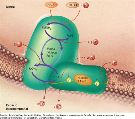Cadena De Transporte De Electrones En La Célula Compartir Celular